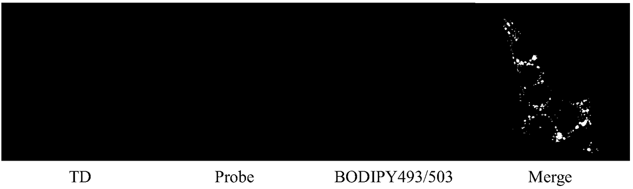 Lipid droplet fluorescent probe and synthetic method and application thereof