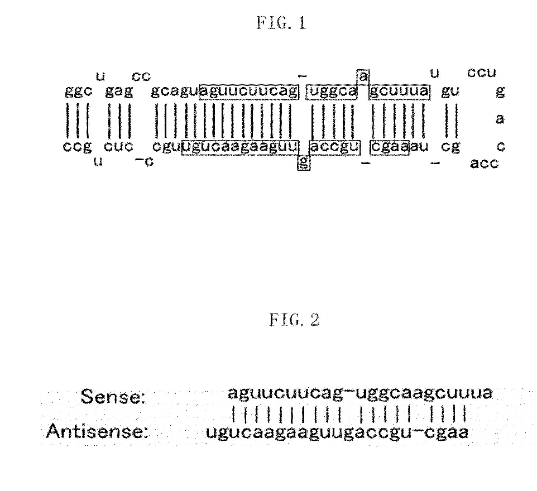 Senescence marker, method for evaluating senescence inhibitor, and cancer inhibitor