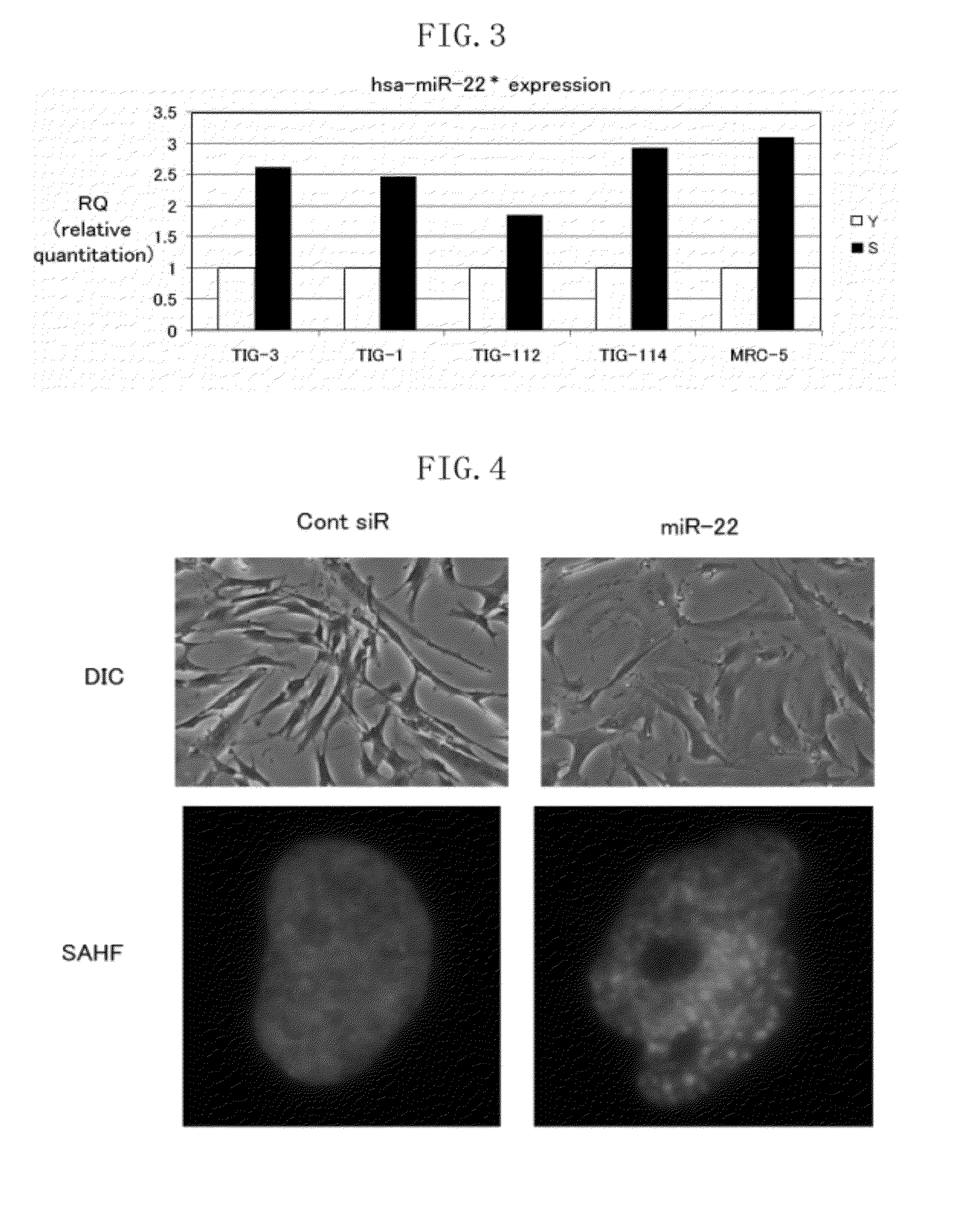 Senescence marker, method for evaluating senescence inhibitor, and cancer inhibitor