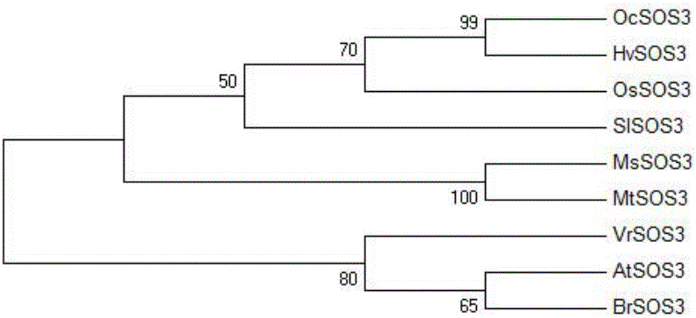 Medicago sativa MsSOS3 gene and encoding protein and application thereof