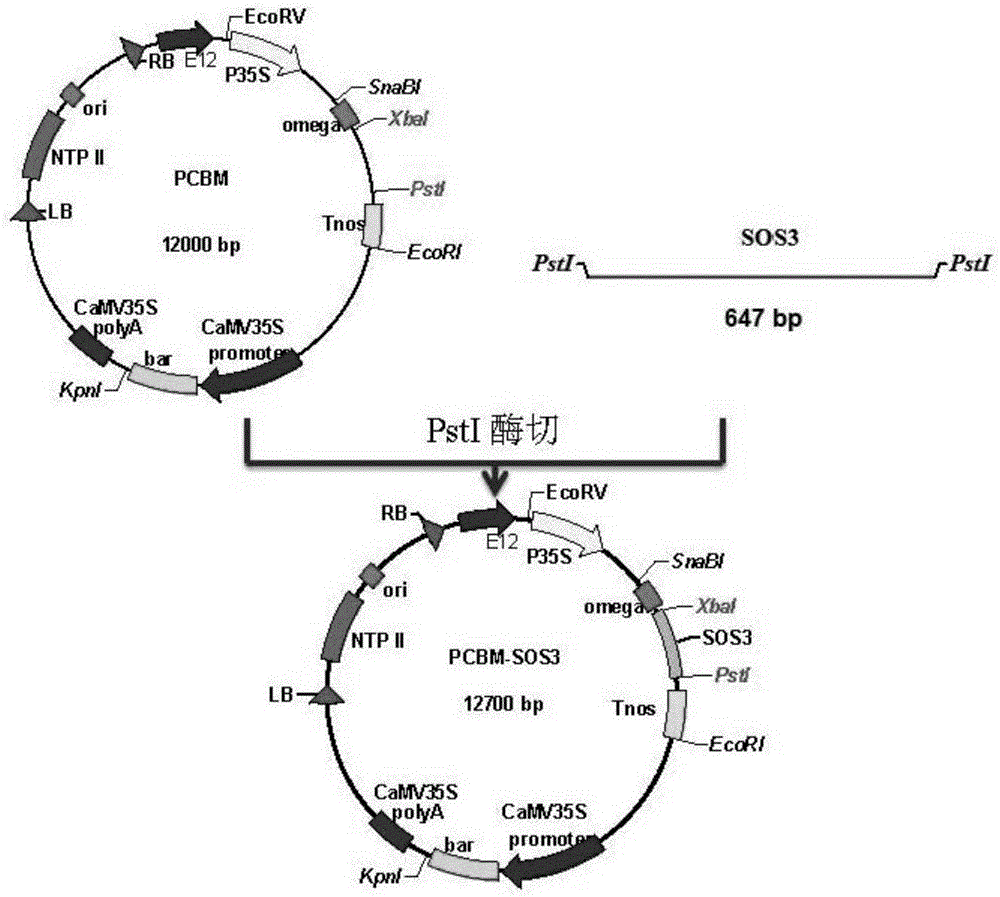 Medicago sativa MsSOS3 gene and encoding protein and application thereof