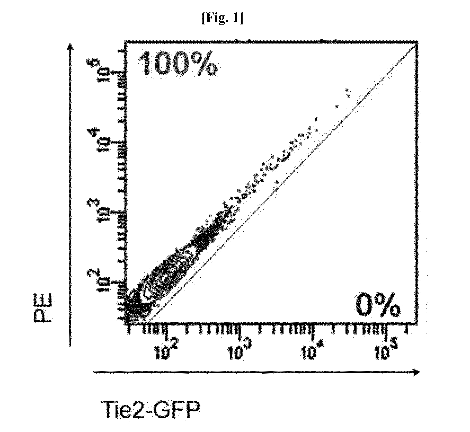 Method for preparing of endothelial cells by transformation (transdifferentiation) of adult fibroblast, and use thereof