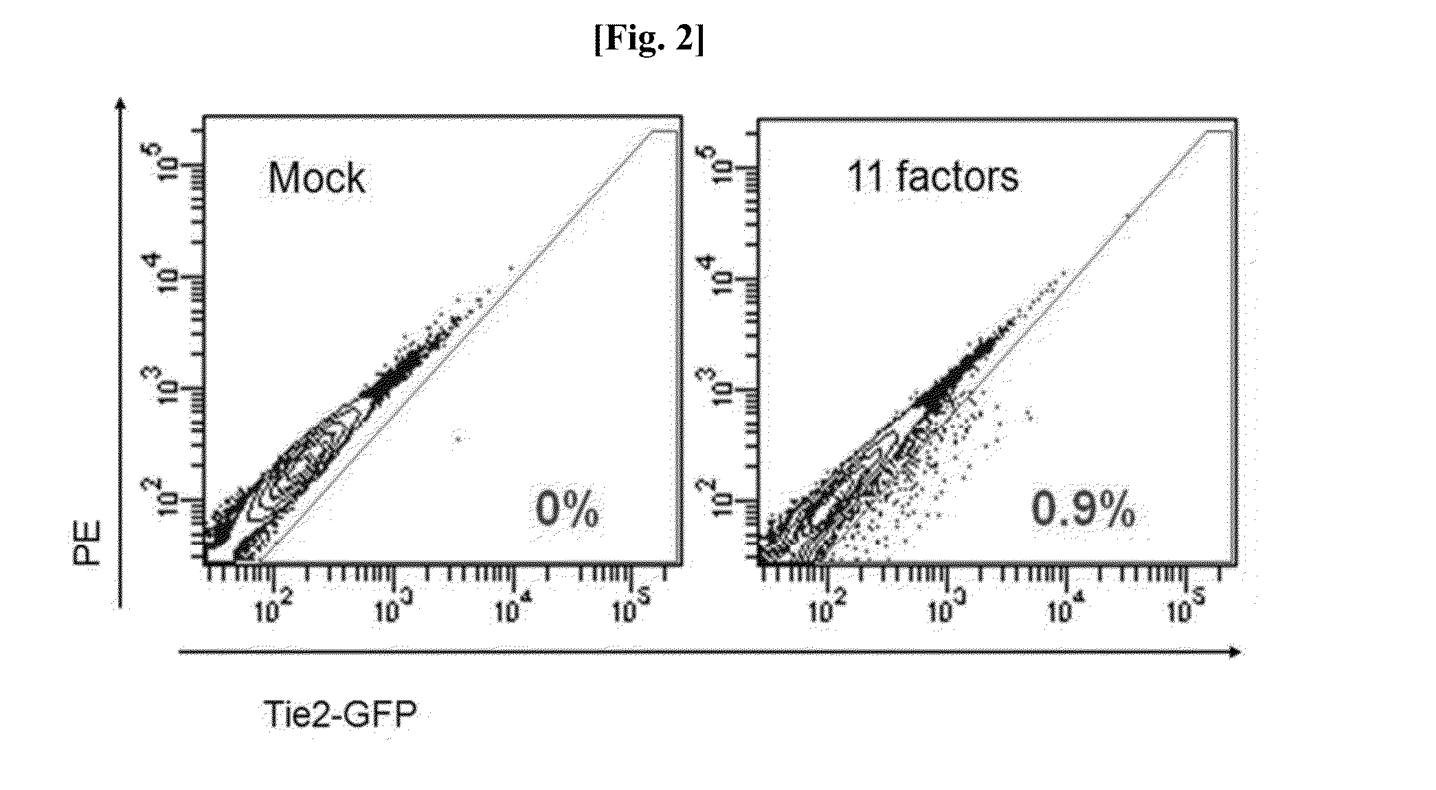 Method for preparing of endothelial cells by transformation (transdifferentiation) of adult fibroblast, and use thereof