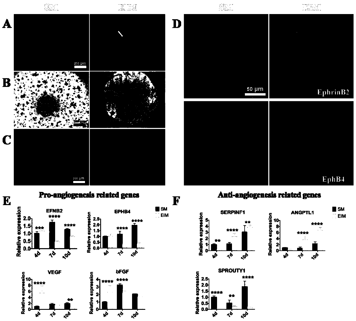 Method for enhancing osteogenic ability of human umbilical cord mesenchymal stem cells