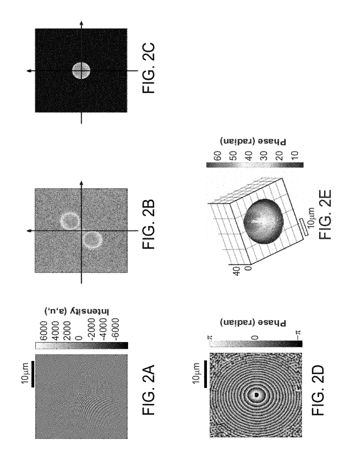 Single shot full-field reflection phase microscopy