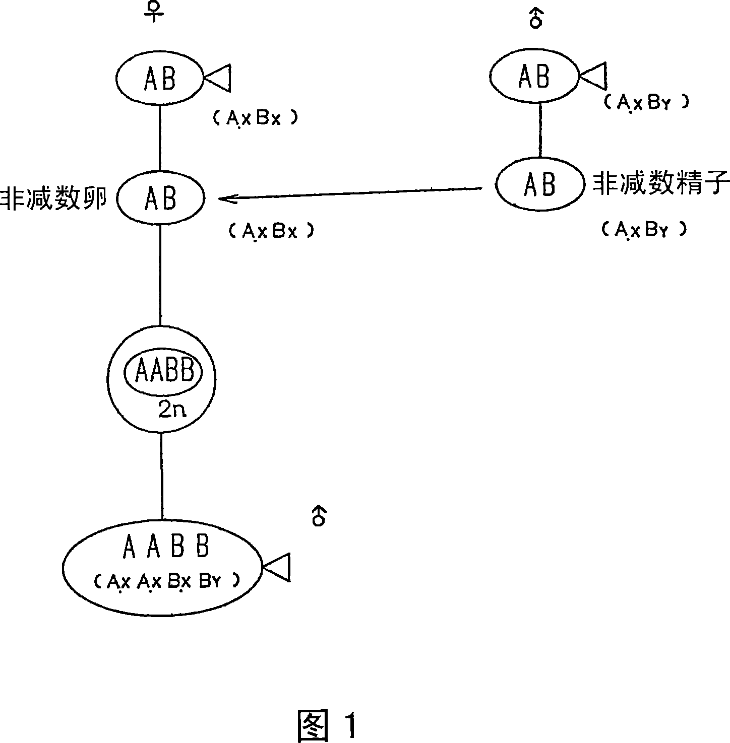 Amphiploid aquatic animal and method of breeding same