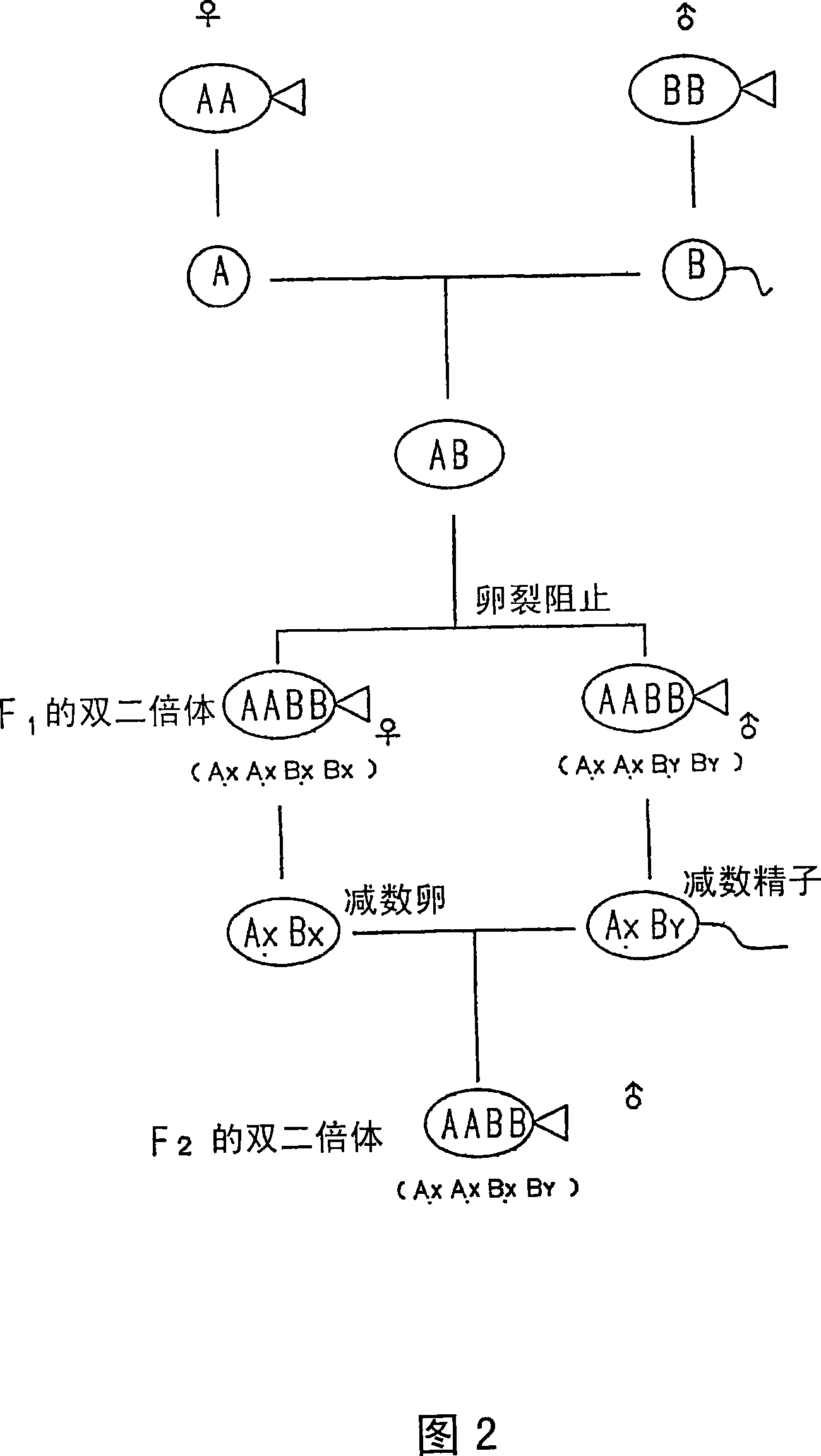 Amphiploid aquatic animal and method of breeding same