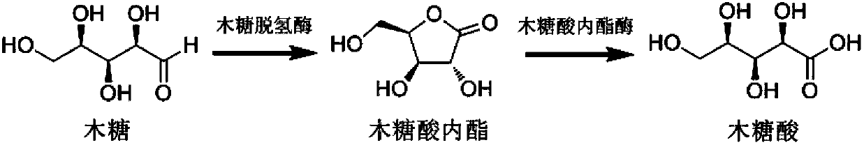 Biological synthesis method of xylosic acid