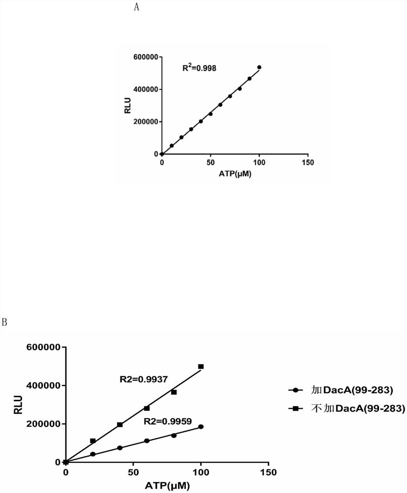 A screening method and application of streptococcus suis c-di-amp synthetase inhibitor
