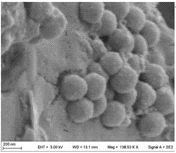 Preparation of soybean protein chitosan microspheres combined with amino acid metal complexes and its application as an antioxidant