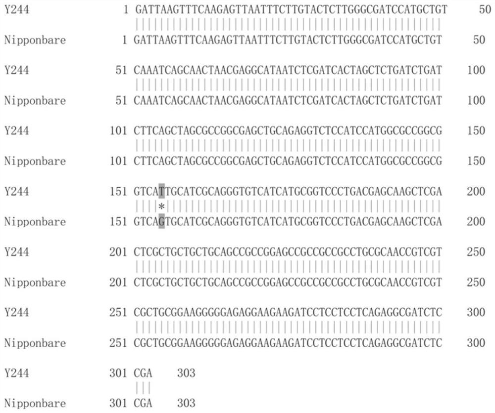 PARMS marker based on SNP mutation in coding region of rice blast resistance gene Pita and application of PARMS marker