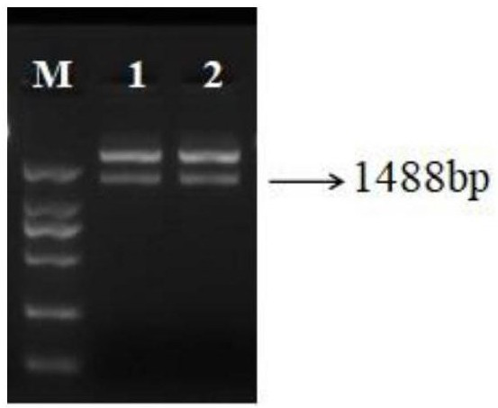 ER beta mediated dual luciferase reporter gene detection system and application in drug screening