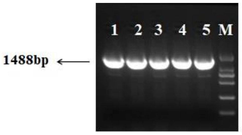 ER beta mediated dual luciferase reporter gene detection system and application in drug screening