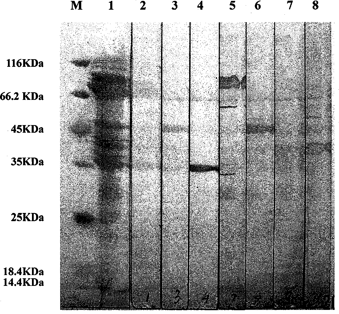 A group of Eriocheir sinensis allergen proteins and preparation thereof