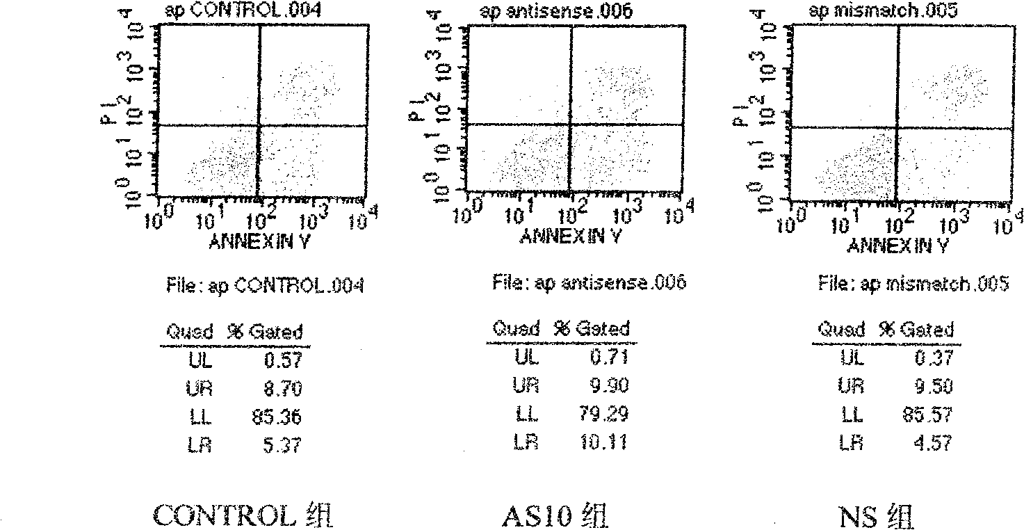 Antisense STAT3 oligonucleotide and uses thereof