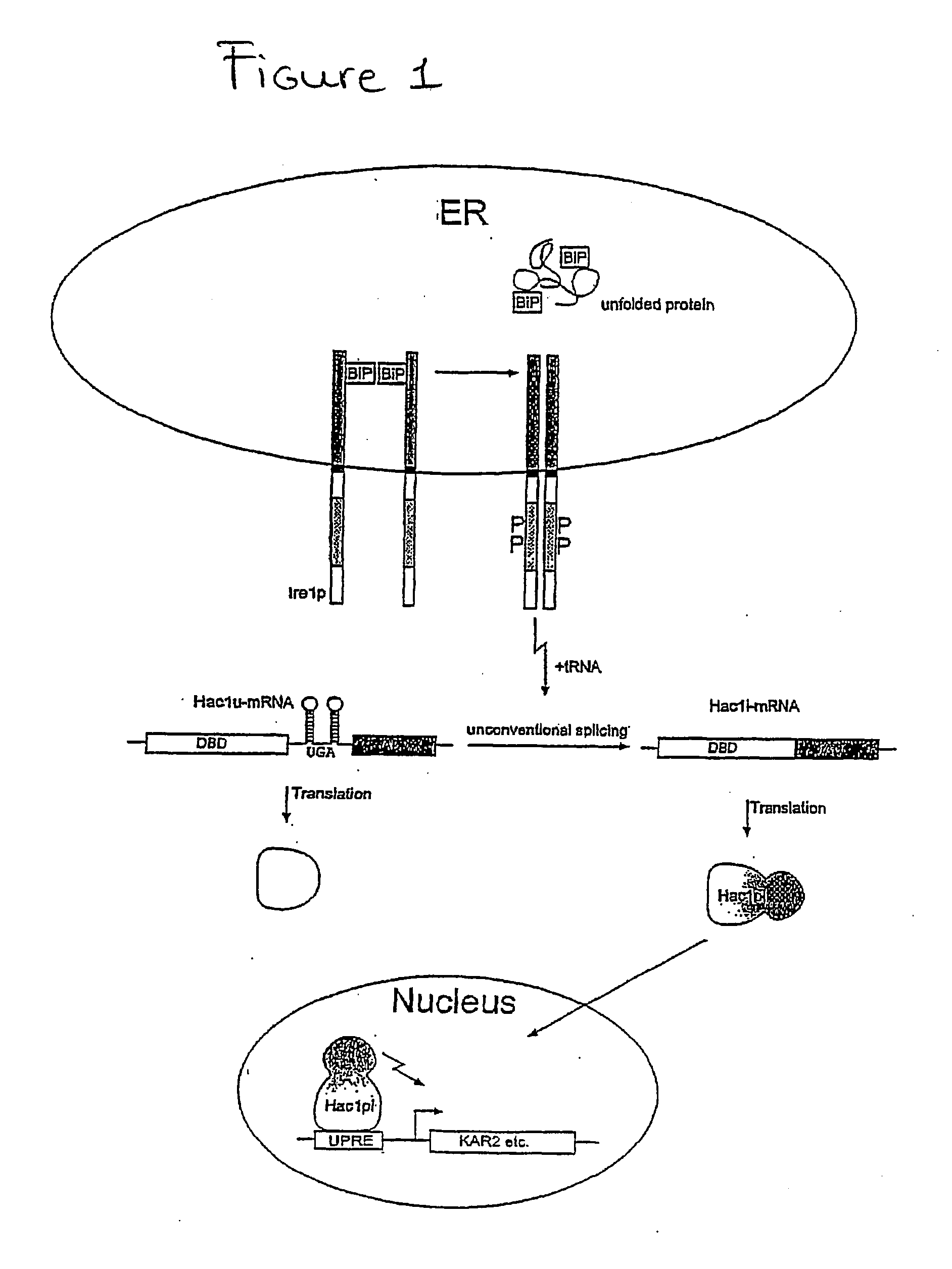 Method for identifying protein-protein interactions