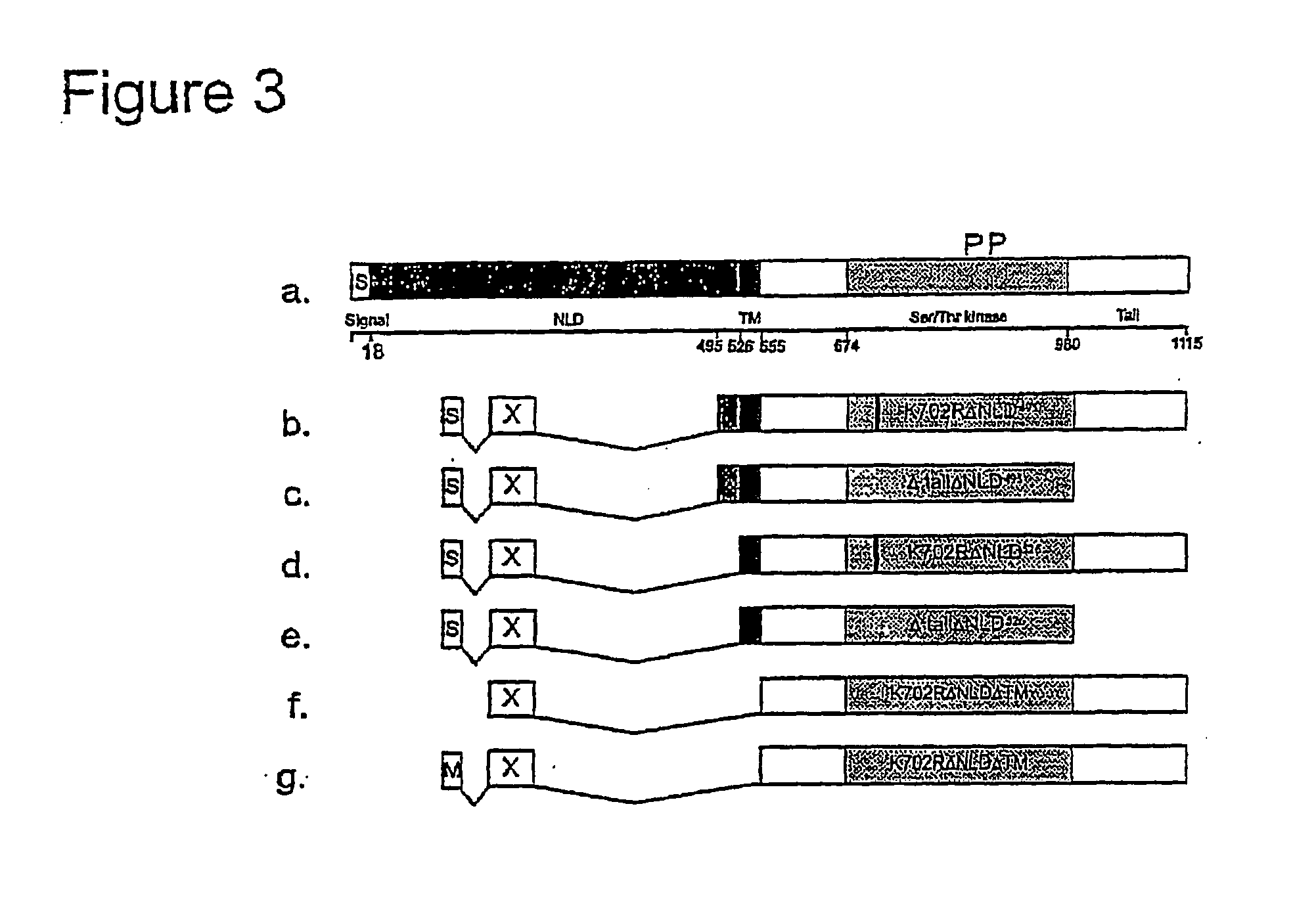 Method for identifying protein-protein interactions