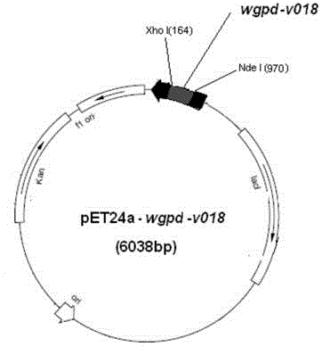 Glycerophosphoryl choline degradation or detection enzymologic method, product and application thereof