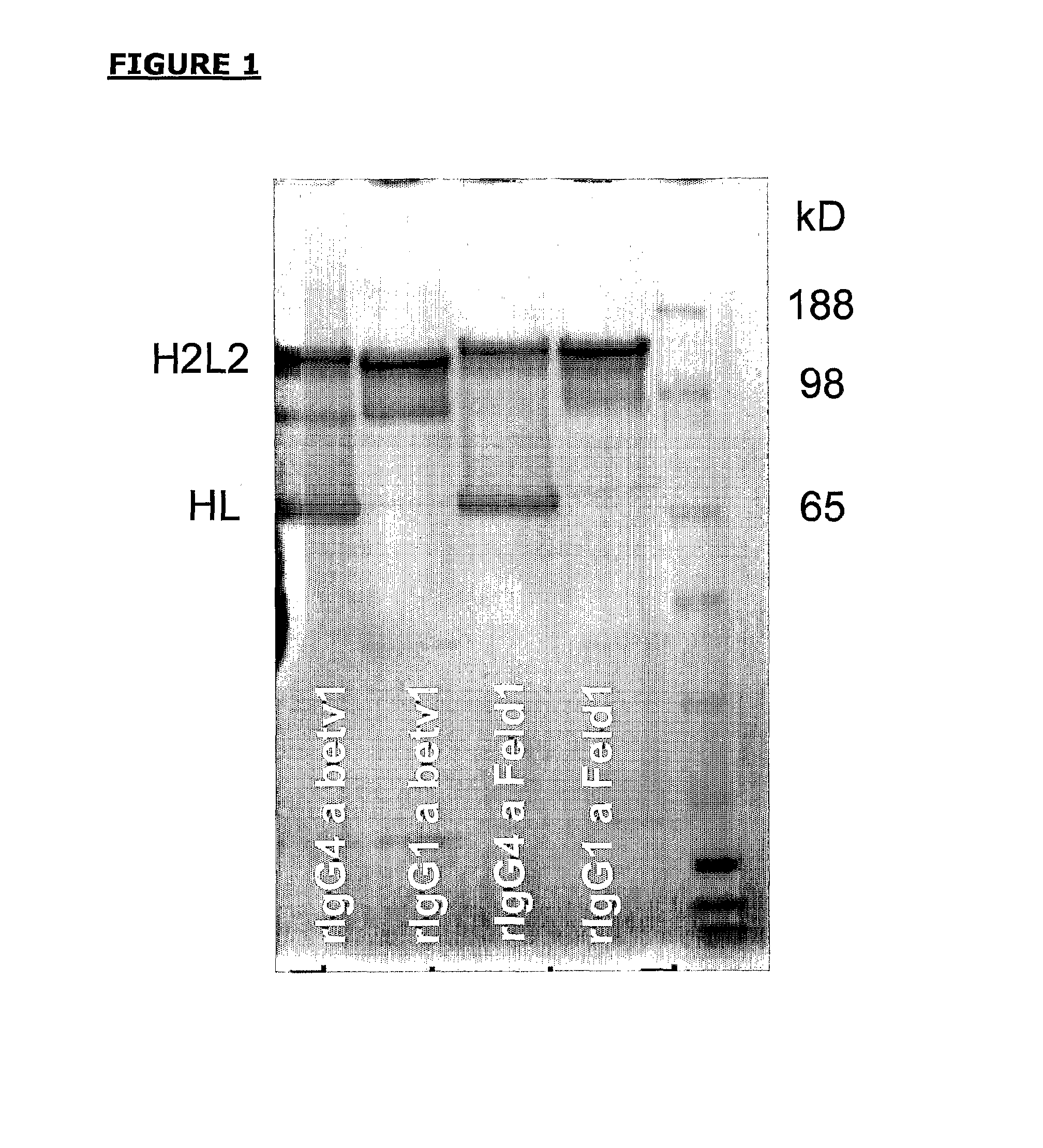 Bispecific antibodies and methods for production thereof