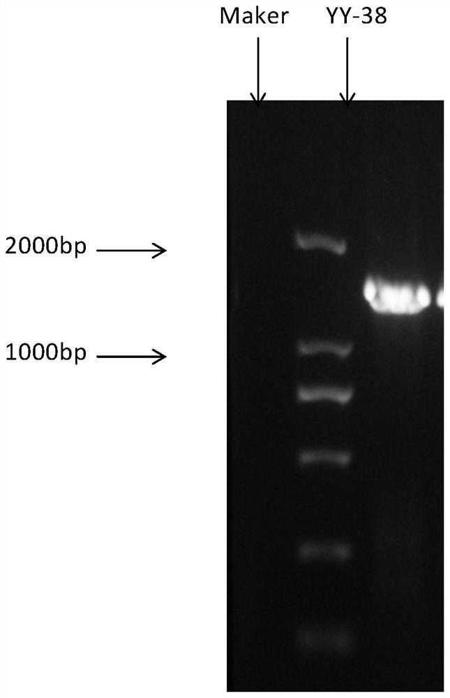 A kind of actinomycetes with inhibitory effect on peanut soil-borne pathogenic fungus and its screening method