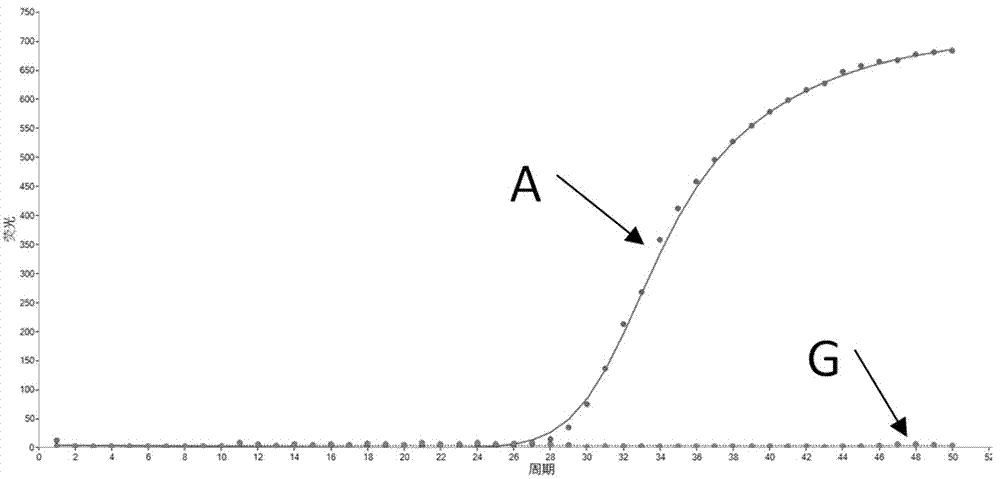 Primer, molecular beacon and kit of MTRR gene polymorphism rapid test and testing method thereof