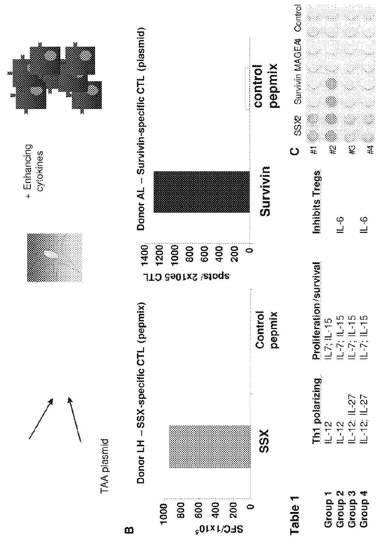 Generation of CTL lines with specificity against multiple tumor antigens or multiple viruses