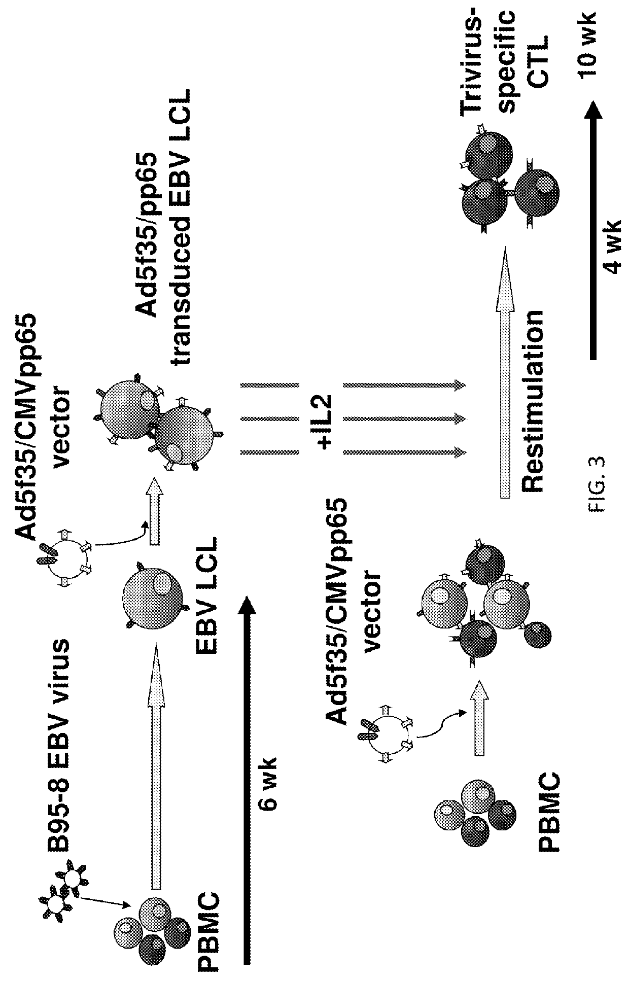 Generation of CTL lines with specificity against multiple tumor antigens or multiple viruses