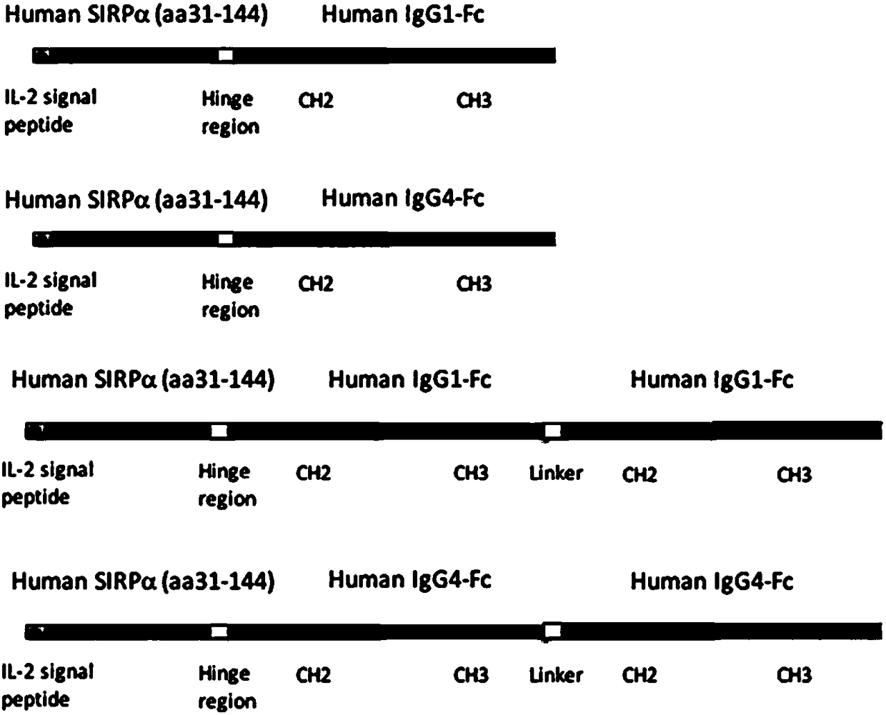 SIRP alpha fusion protein, preparation method and application thereof