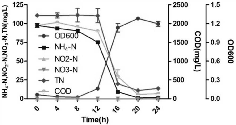 Citrobacter freundii AS11 and application thereof in sewage treatment