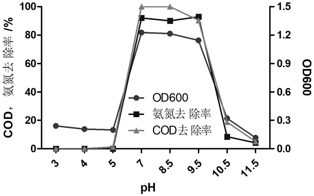 Citrobacter freundii AS11 and application thereof in sewage treatment