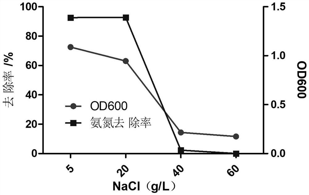 Citrobacter freundii AS11 and application thereof in sewage treatment