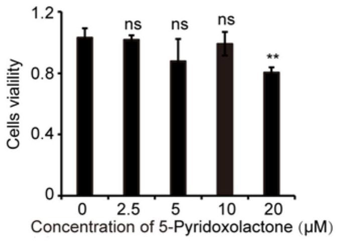 Application of 5-pyridoxolactone in the preparation of medicines for inhibiting silkworm nuclear polyhedrosis virus