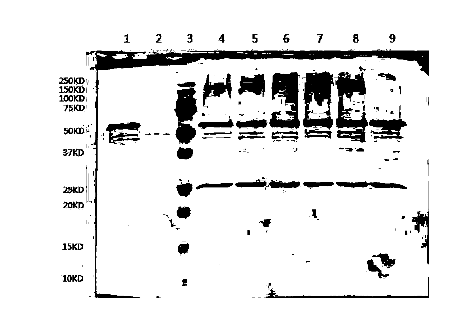 Method for producing HPV45 L1 protein by using Hansenula polymorpha expression system