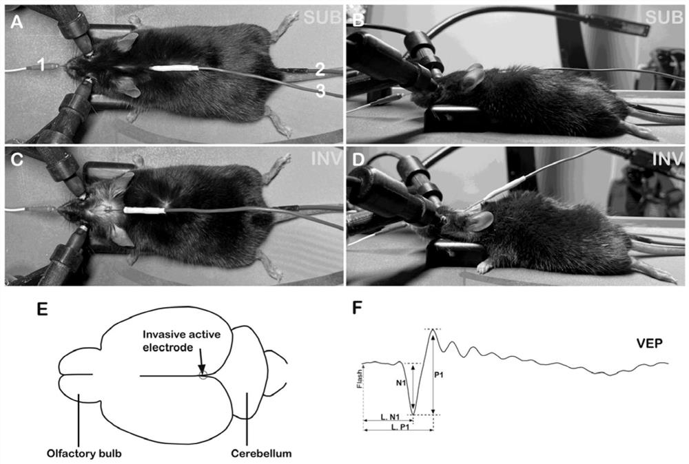 Novel mouse visual evoked potential recording method