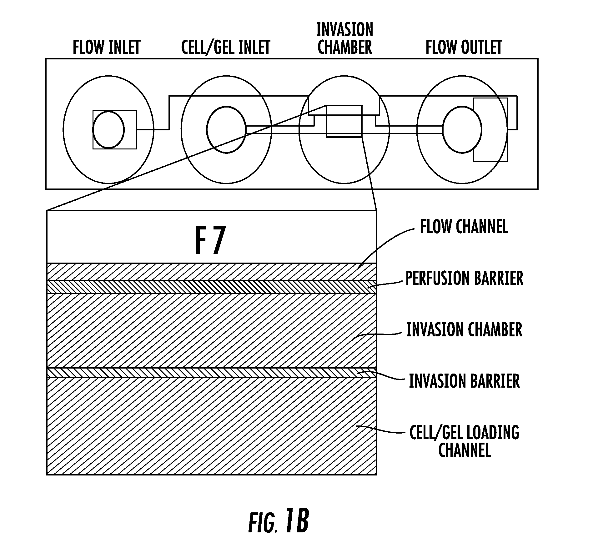 Cell Culture And Gradient Migration Assay Methods And Devices