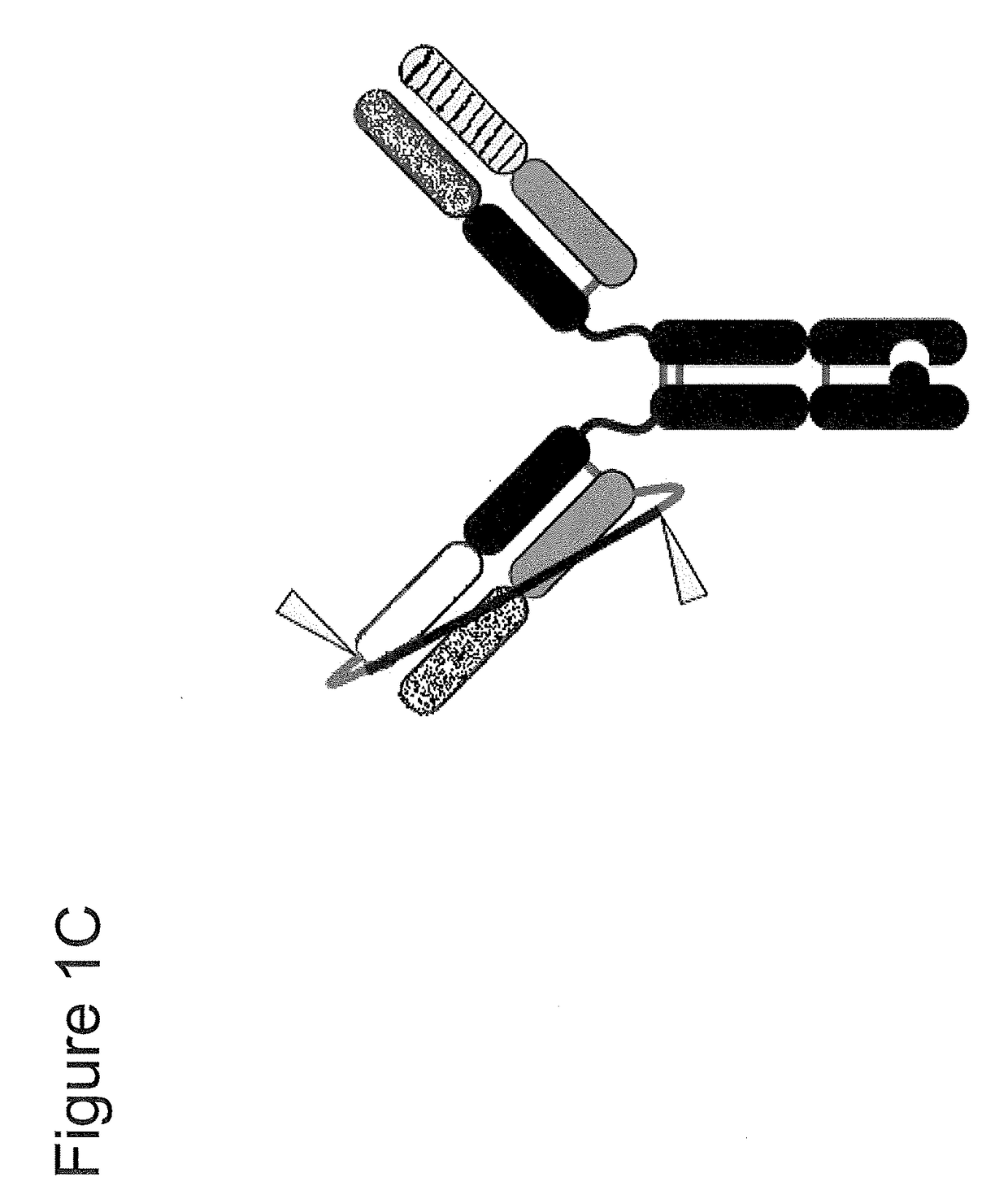 Assembly of bispecific antibodies
