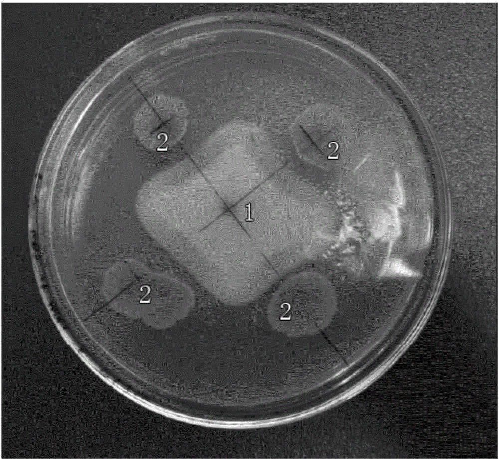 Bacterial strain for preventing and treating soil-borne fungal diseases of peanuts in continuous cropping and applications of bacterial strain