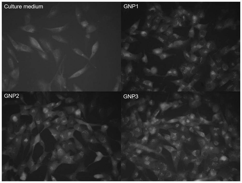 Application of a gold nanoparticle modified by a ferrocene amide molecular compound in pharmacy