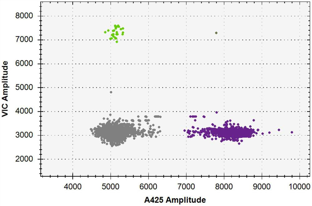 Quantitative detection kit for orientia tsutsugamushi based on droplet PCR (polymerase chain reaction)