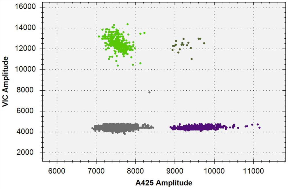 Quantitative detection kit for orientia tsutsugamushi based on droplet PCR (polymerase chain reaction)