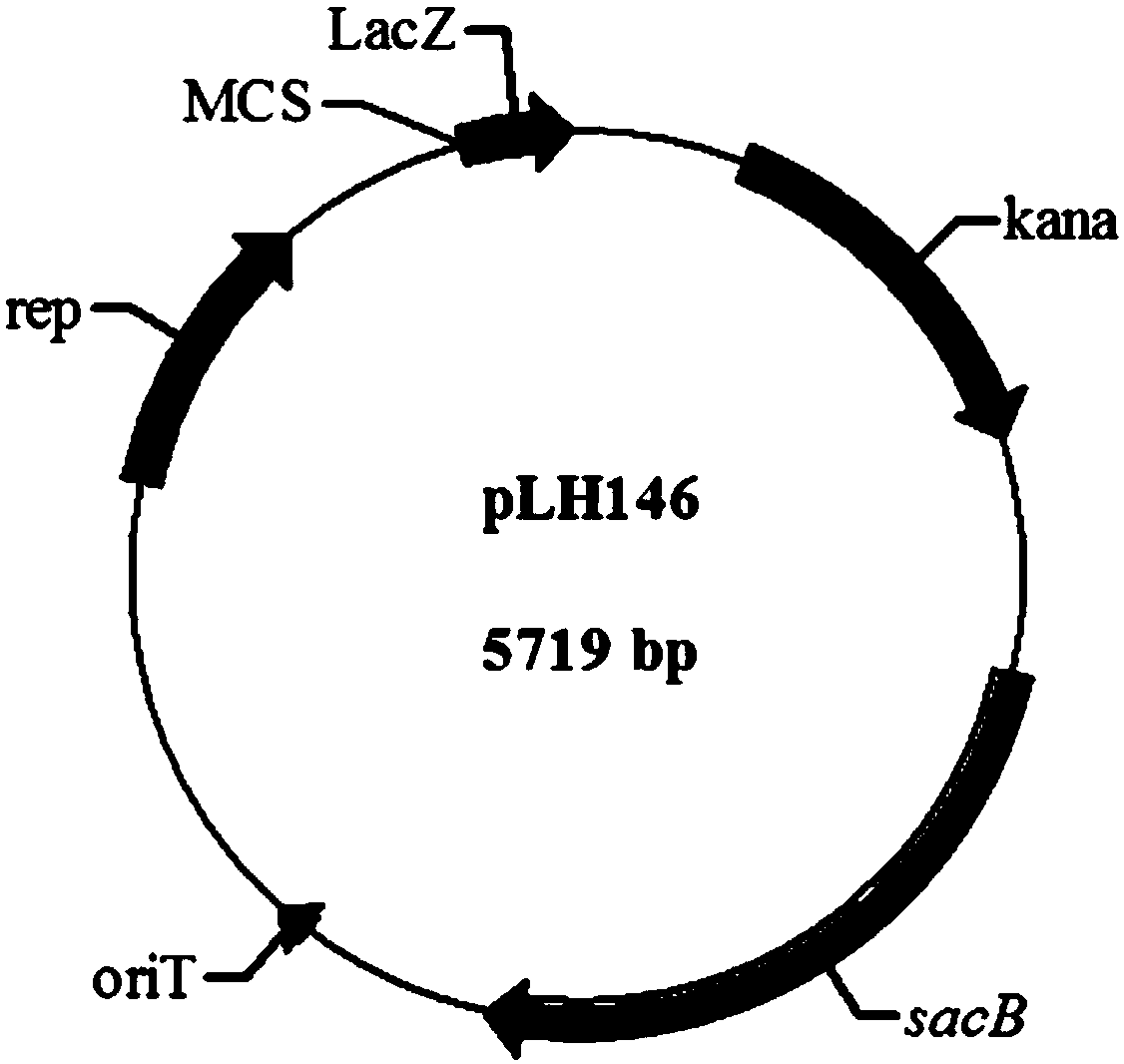 Recombinant strain of Rhodobacter sphaeroides as well as construction method and application of recombinant strain