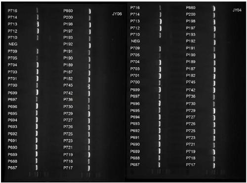 PCR primer system, method and application for detection of hbv nucleoside analog drug-resistant mutation site