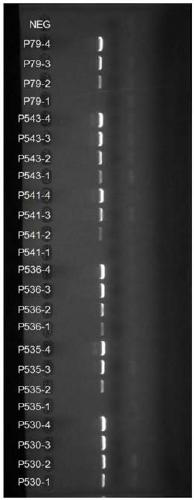 PCR primer system, method and application for detection of hbv nucleoside analog drug-resistant mutation site