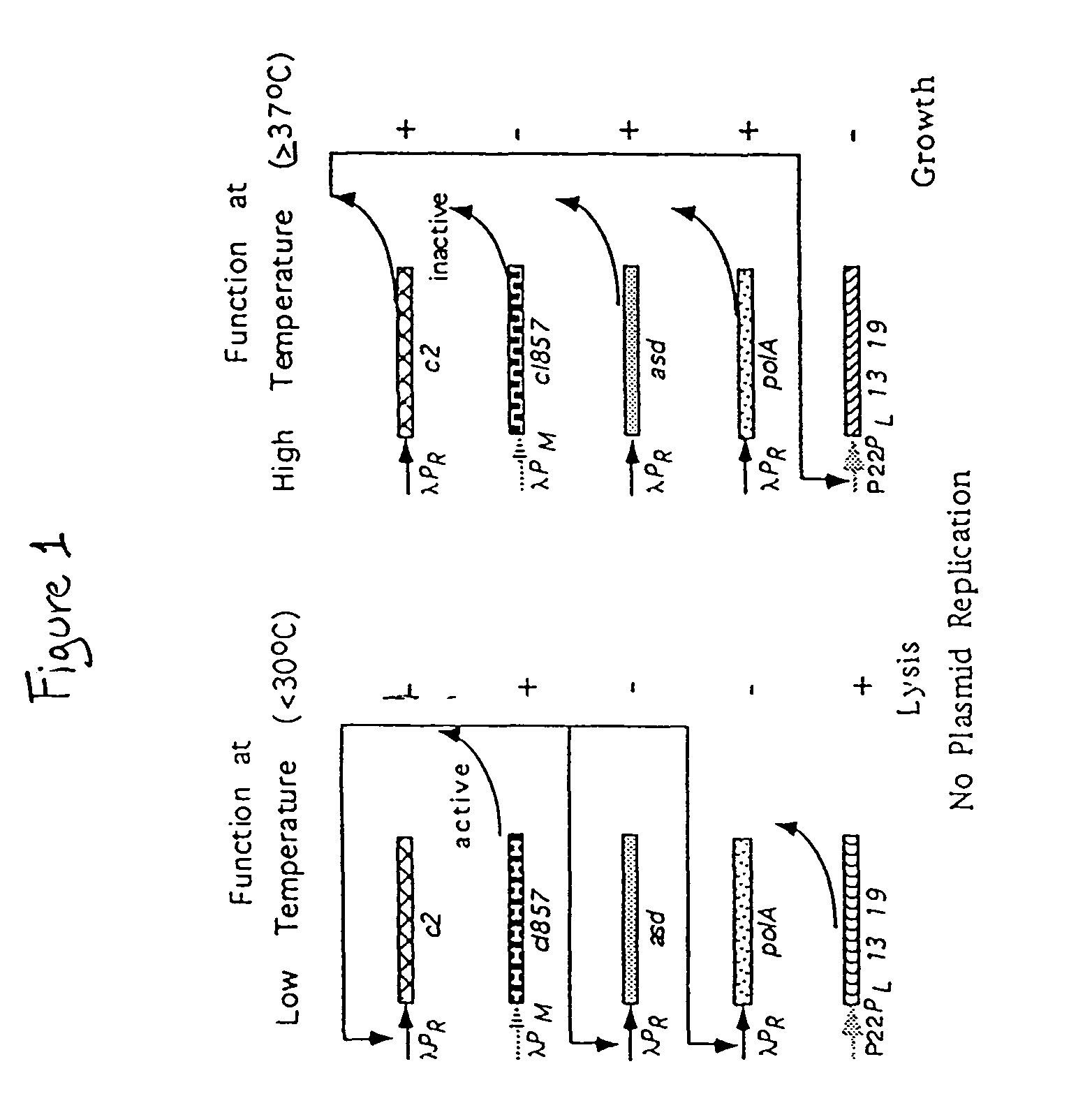 Recombinant bacterial vaccine system with environmentally limited viability
