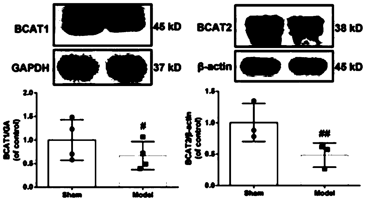 Application of branched aminotransferase 1 and/or branched aminotransferase 2
