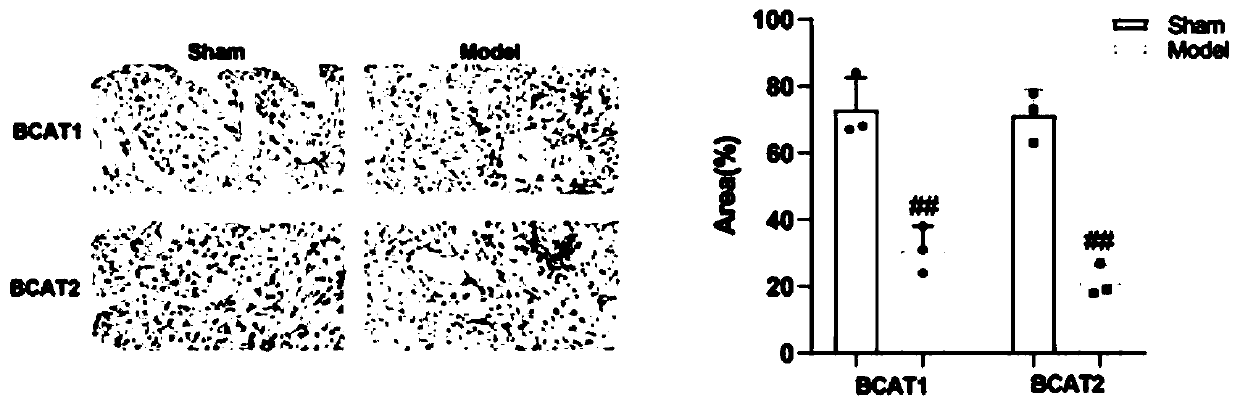 Application of branched aminotransferase 1 and/or branched aminotransferase 2