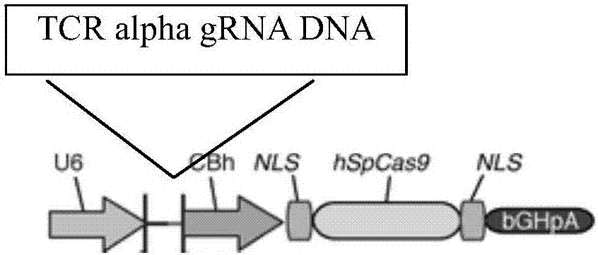 gRNA subjected to wild type T cell TCR alpha chain knockout and method