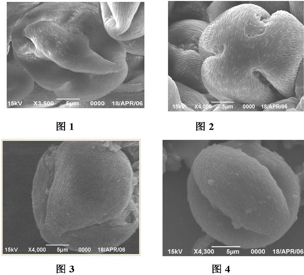 Method for preparing rosa rugosa pollen from waste liquid of rosa rugosa subjected to essential oil extraction