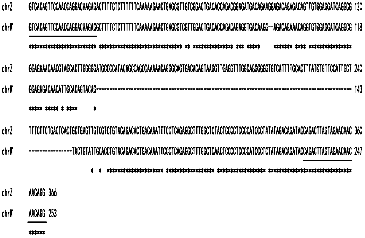 A sex chromosome-linked dna fragment of half-smooth tongue sole and its application