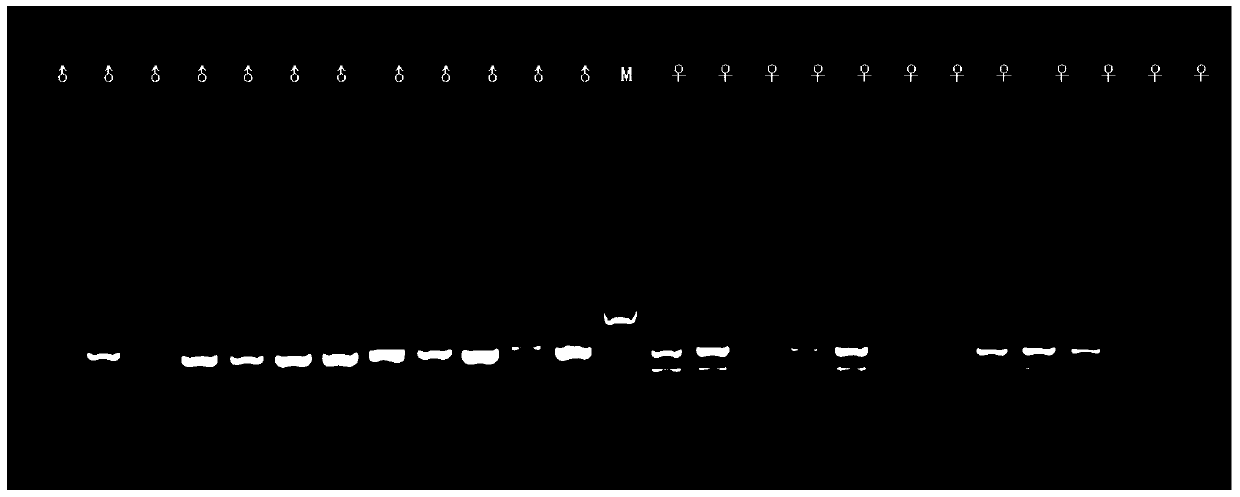 A sex chromosome-linked dna fragment of half-smooth tongue sole and its application